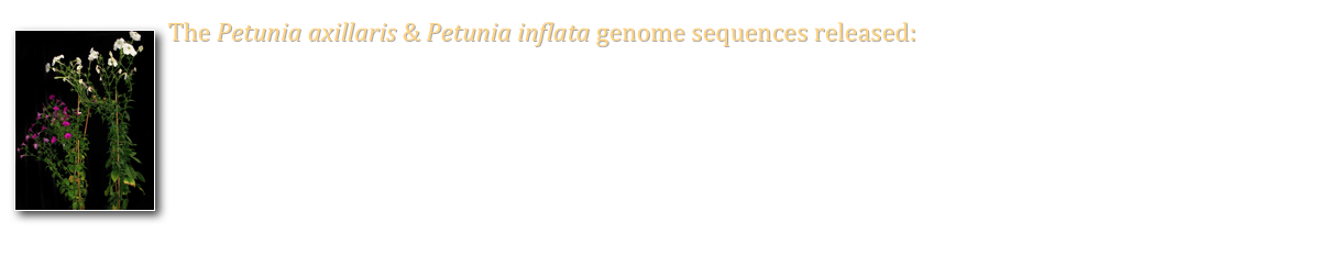 The Petunia axillaris & Petunia inflata genome sequences released:
A milestone for Petunia research has been achieved with the public release of the genome sequences of P. axillaris and P. inflata, two parental species that largely contributed the modern Petunia hybrida cultivars. Resulting from the joint efforts of members of the Petunia platform community, these genome sequences now strongly facilitate Petunia research & breeding.
Publication: Bombarely et al. (2016). Insight into the evolution of the Solanaceae from the parental genomes of Petunia hybrida. Nature Plants 2, 16074.
http://www.nature.com/articles/nplants201674 (open access).
Petunia Genome Browsers & BLAST (SGN): https://solgenomics.net/